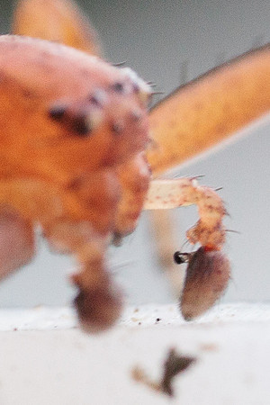 Xysticus funestus