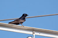 Purple Martins