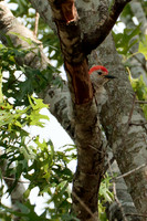 Red Bellied Woodpecker