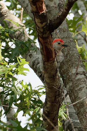 Red Bellied Woodpecker