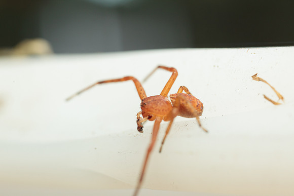 Xysticus funestus