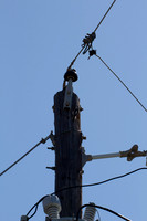 Woodpecker
