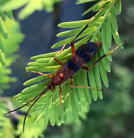 Hymenoptera - Ichneumonidae - Lanugo retentor