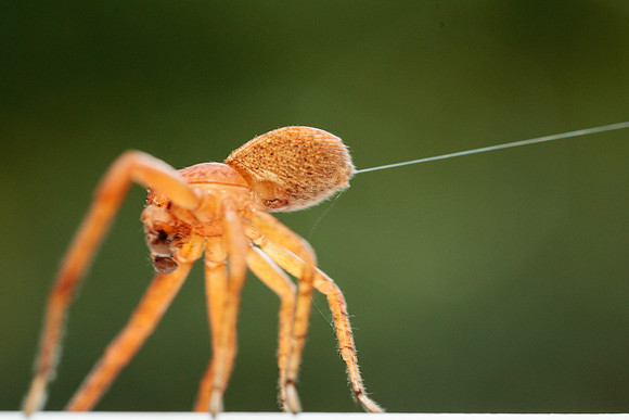 Xysticus funestus