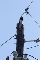 Woodpecker