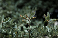 Quercus virginiana