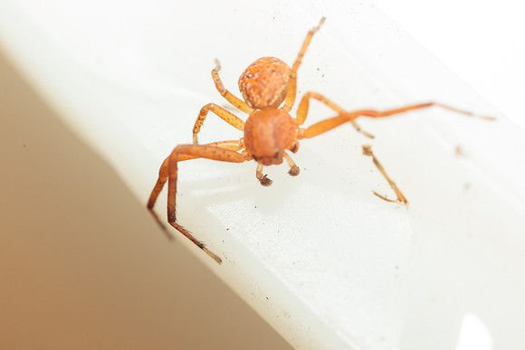 Xysticus funestus