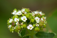 unidentified